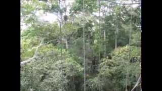 darkwoods my betrothed -  When Ancient Spirits Battled