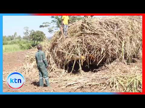 Wakulima wa miwa kutoka Busia wapinga marekebisho ya sheria ya sukari