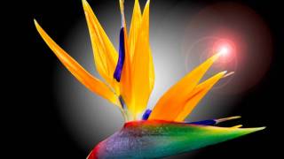 Jennifer&#39;s Whisper