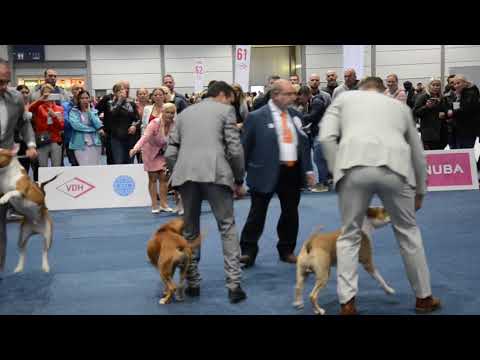 wds 2017 - junior class male