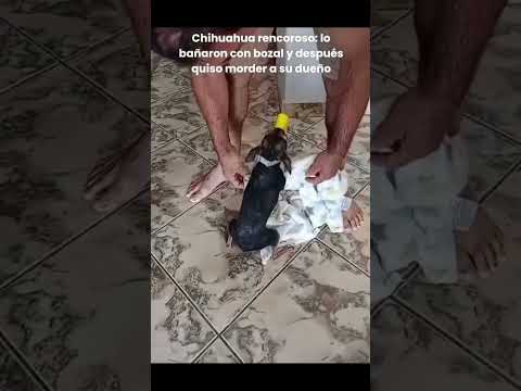 video circula en redes sociales ha dejado claro que el tamaño no define al perro #pets #petlover