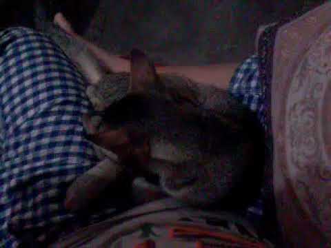 Ornob's cat sleeping