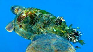 The Ocean Through Animal’s Eyes | Animals with Cameras 2 | BBC Earth