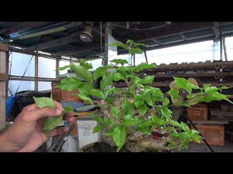 ブーゲンビリアの枝を鉢植えや地植えで育てる挿し木を入手するにはどうすればよいですか？  庭園