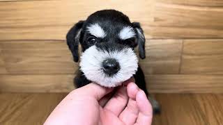 ミニチュアシュナウザーの動画01