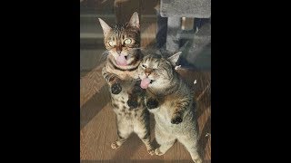 Подборка приколов с животными/ Кошки #1