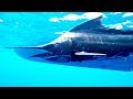 The Sailfish: The Catch of a Lifetime | The Big Catch | Earth Unplugged