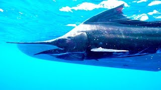 The Sailfish: The Catch of a Lifetime | The Big Catch | Earth Unplugged