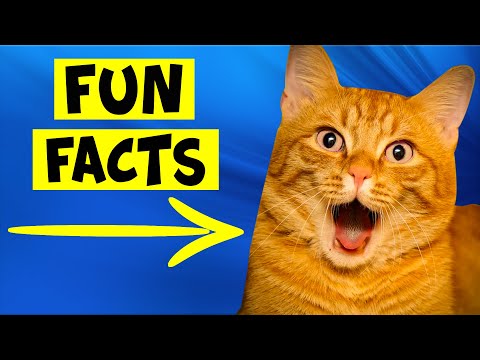 Fun Facts About Orange Cats - #3 Applies To Humans Also