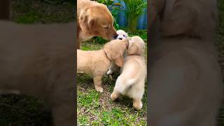 #Yentamma #KisiKaBhaiKisiKiJaan #SalmanKhan #PoojaHegde #Venkatesh #RamCharan #VishalDadlani #shorts