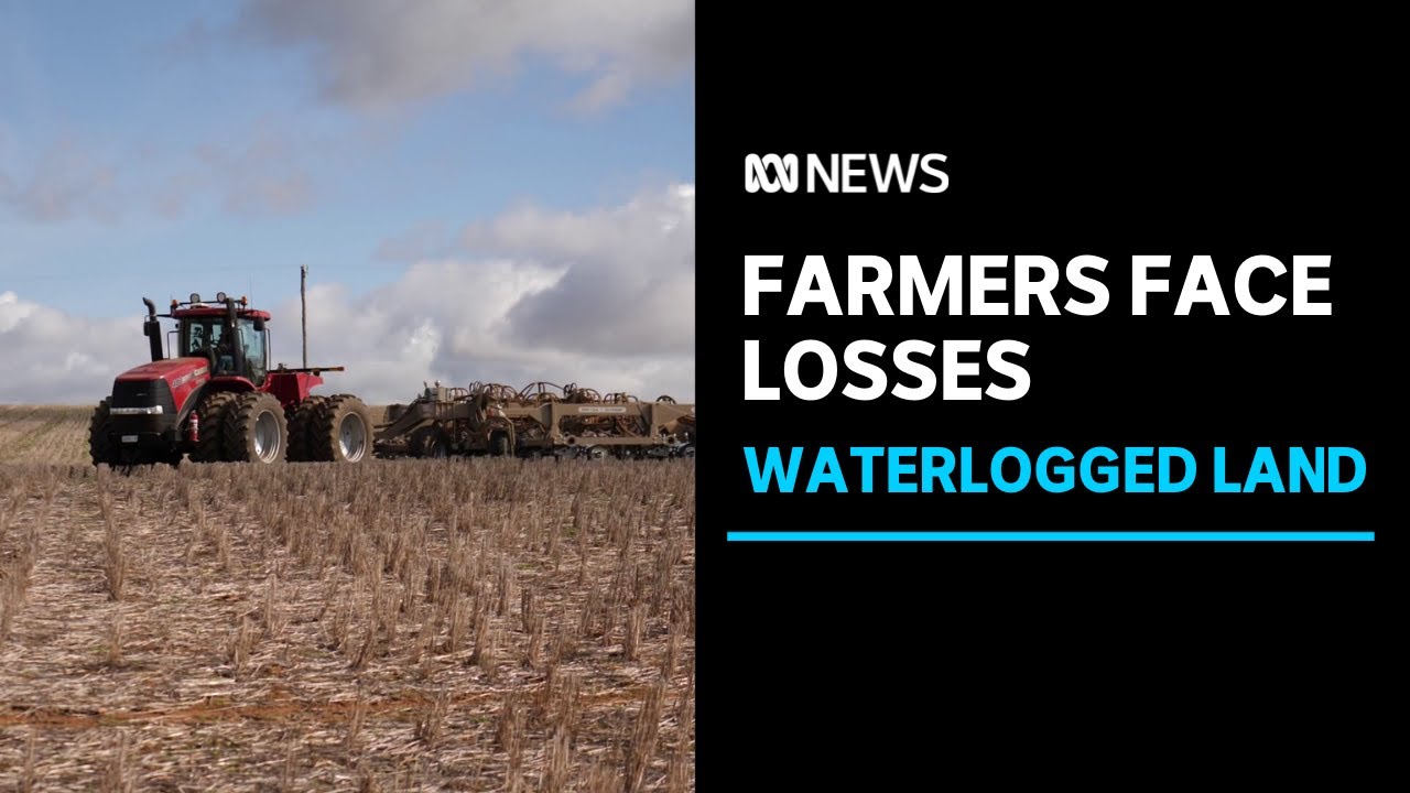 Farmers face big losses due to effects of heavy rain | ABC News