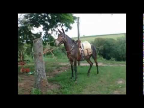 Tonico e Tinoco-mula preta