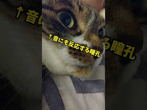 うちの猫の瞳孔が開くのはなぜですか?
