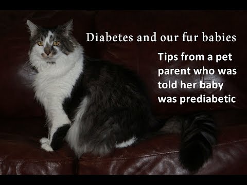 Is Your Cat Pre-Diabetic?