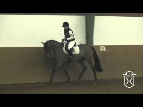 05 Holsteiner Stute von Cassini I - Quality - Narew xx