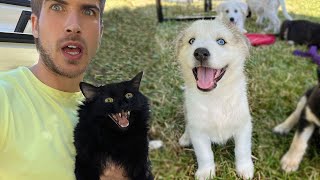 My Cat Tries Meeting the Foster Puppies...