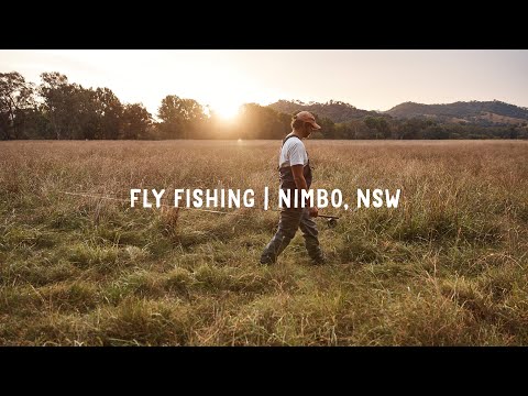 Three Blue Ducks Nimbo