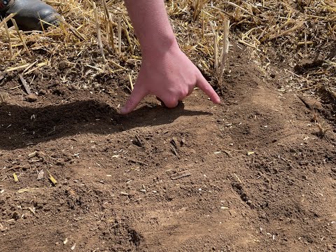 Feldexkursion 195: Bodenbearbeitung - NU Agrar, 28.07.2021