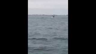 preview picture of video 'Whale in Wildwood NJ November 2014'