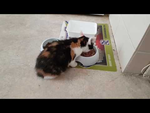 Kalinda Luna 1e dag. Het is nu nog oorlog in de tent