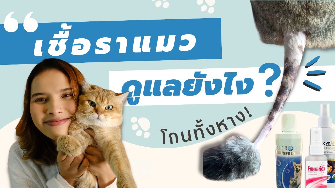 เชื้อราแมวระบาดทั้งหาง! สรุปประสบการณ์ตรงจาก Henry Done It พร้อมไอเท็มกู้ชีพและวิธีดูแลครบวงจร