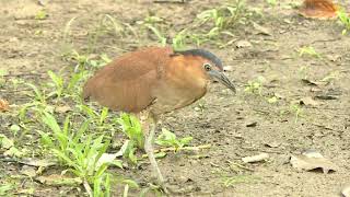 [問卦] 大笨鳥是怎麼知道泥土裡有蚯蚓的？