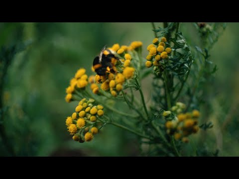 Video thumbnail for Paralyzed