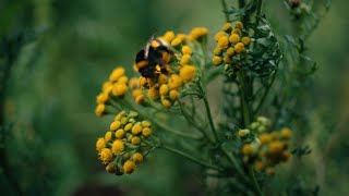 Washed Out – “Paralyzed”