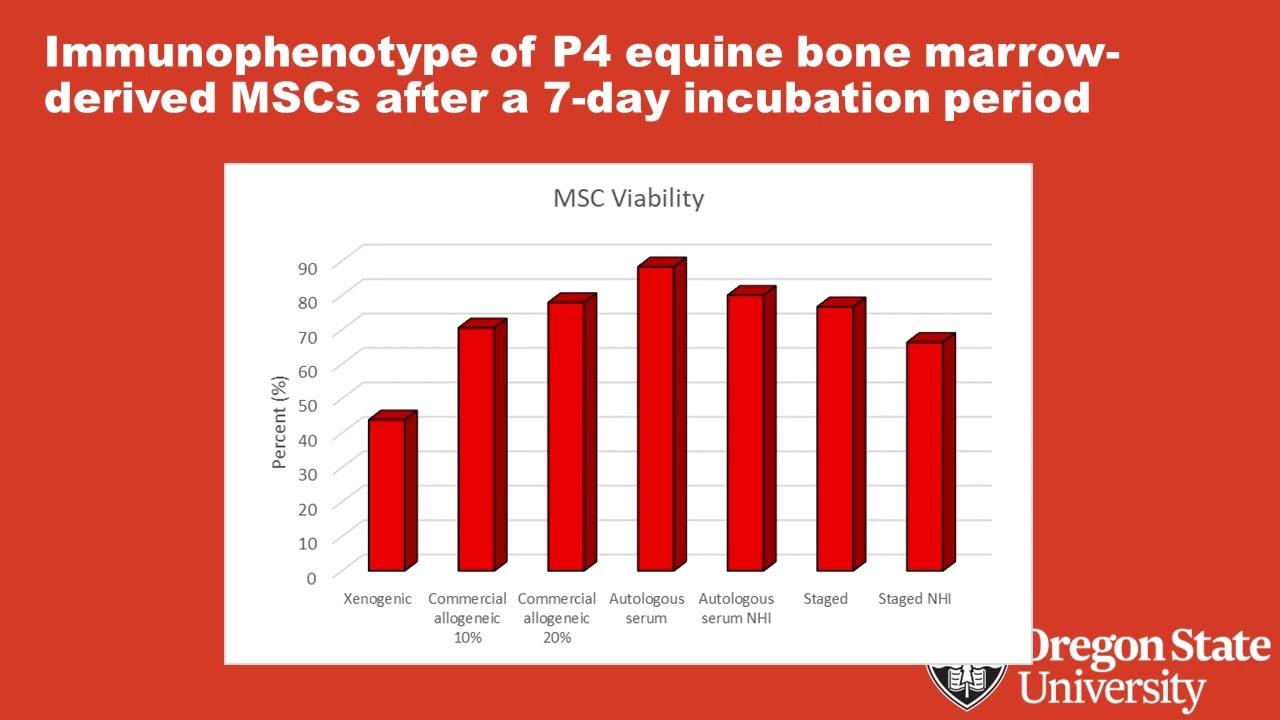 Expansion of Equine Bone Marrow Derived Mesenchymal Stromal Cells Using Xenogeneic, Autologous Serum