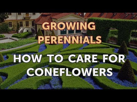 Can I Propagate a Peony From a Cutting