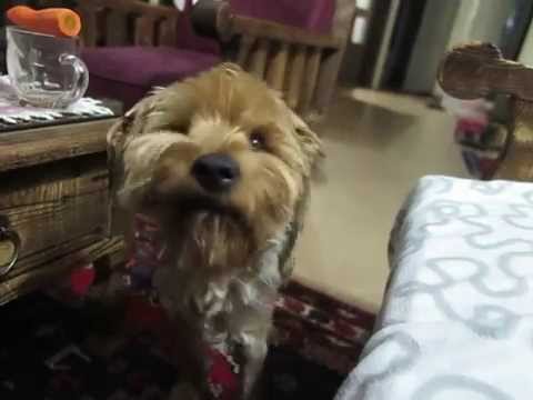 Pedro eating carrots!! :D