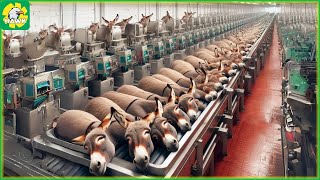 Donkey Farming - Wonderful Modern Donkey Breeding and Donkey Products | Processing Factory