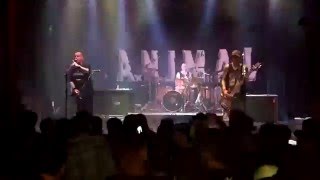 A.N.I.M.A.L. - Gritemos Para no Olvidar (en vivo)