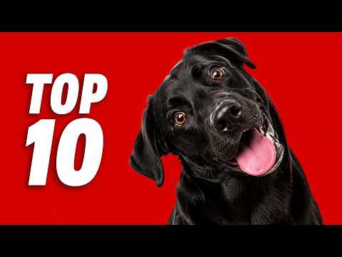 Dogs Reacted to These 10 Sounds Instantly 🐶 (Try This!)