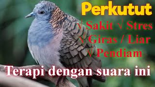 Download lagu Pancingan Perkutut Lokal , untuk terapi burung sakit stres giras/liar , pendiam , Nyekukruk mp3