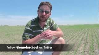 preview picture of video 'Canola School: Identifying Crucifer and Striped Flea Beetles'