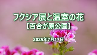 2025年7月17日 フクシア展と温室の花【百合が原公園】