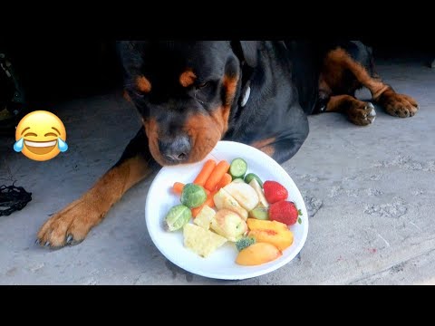 Rottweiler trying different Fruits+Veggies. First time! |13