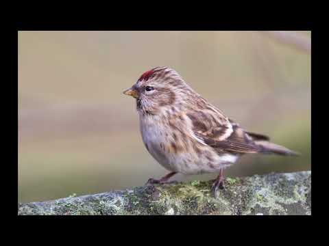 Common redpoll 1h bird sound