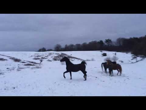 Aaleyah Black Arabian 2018