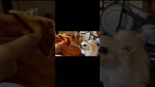 Dog eating grilled cheese
