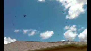 Love bugs from hell !