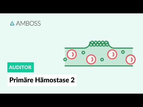 Primäre Hämostase - Teil 2 - Physiologie und Medikamente - AMBOSS Auditor