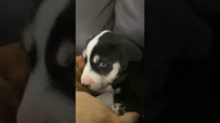 Labrador Husky Puppies Videos