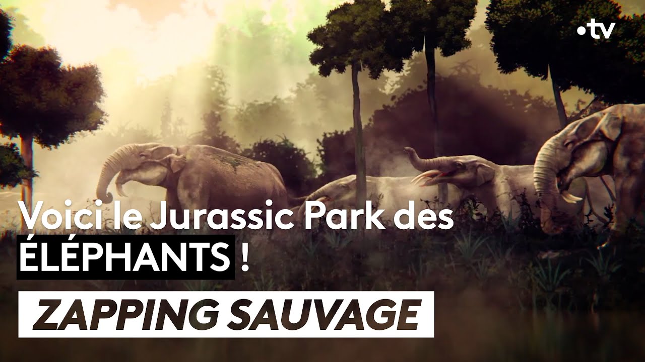 Étonnante trouvaille : le Jurassic Park des éléphants - ZAPPING SAUVAGE