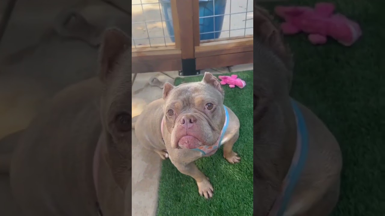 Koa, a ADOPTABLE mixed breed in Citrus Heights, CA video 6/6