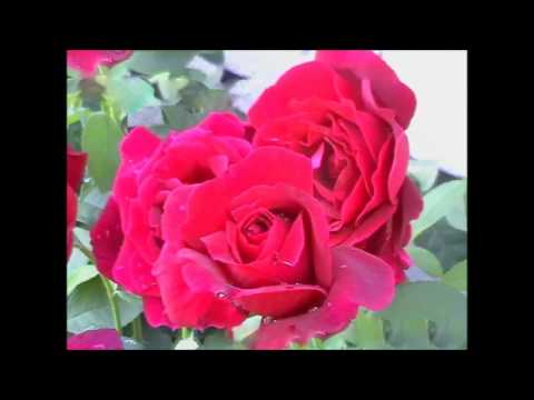 Uimit de atâta bogăție