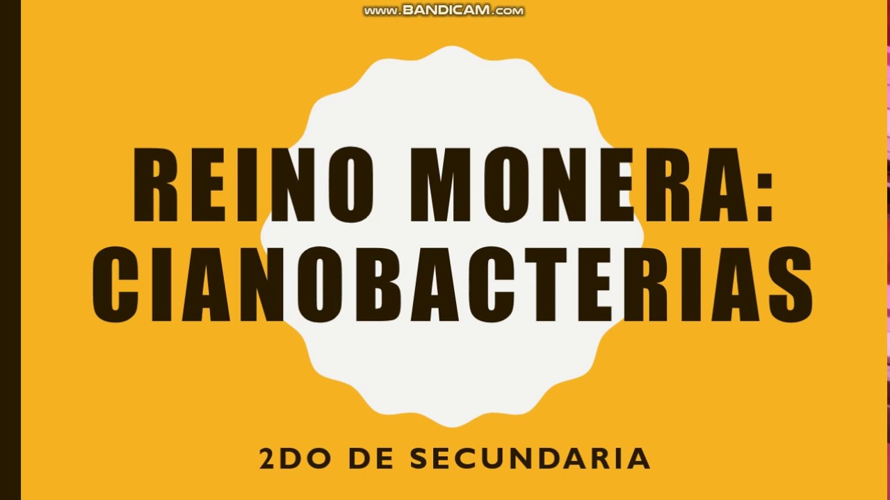 CIANOBACTERIAS 2DO SECUNDARIA