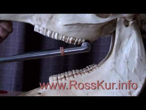 Welt der Pferdegesundheit Teil 5