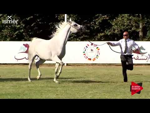 Strohen 2018 C-Show Senior Mares Championship